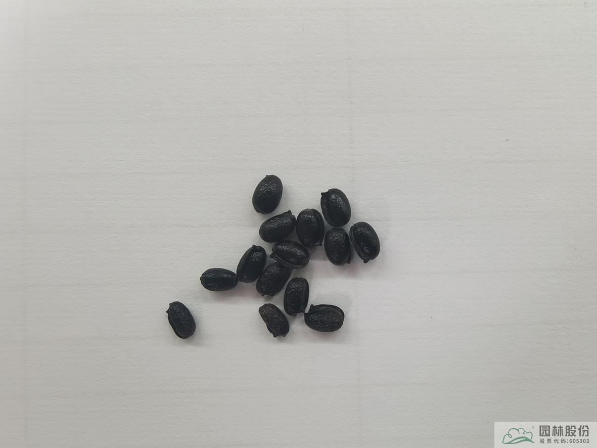 电竞比赛押注app