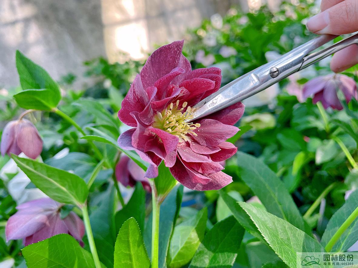 电竞比赛押注app