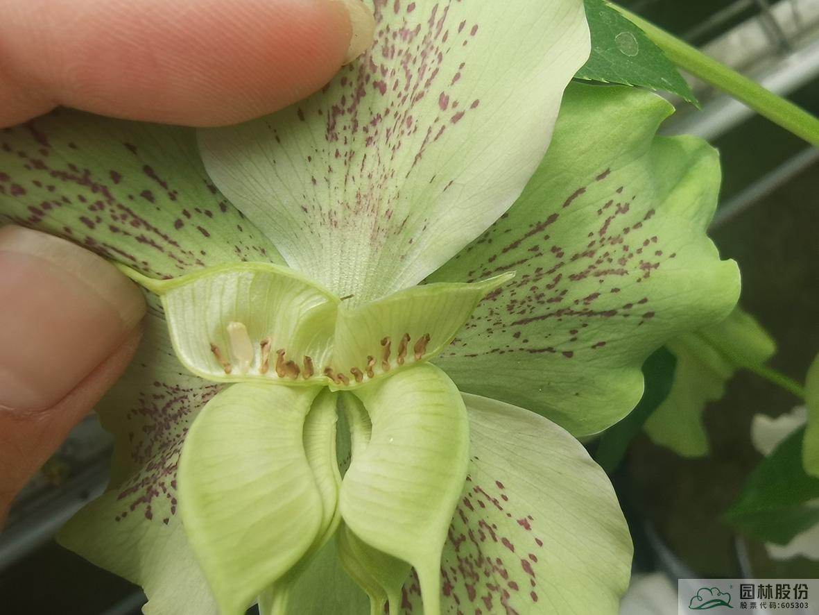 电竞比赛押注app