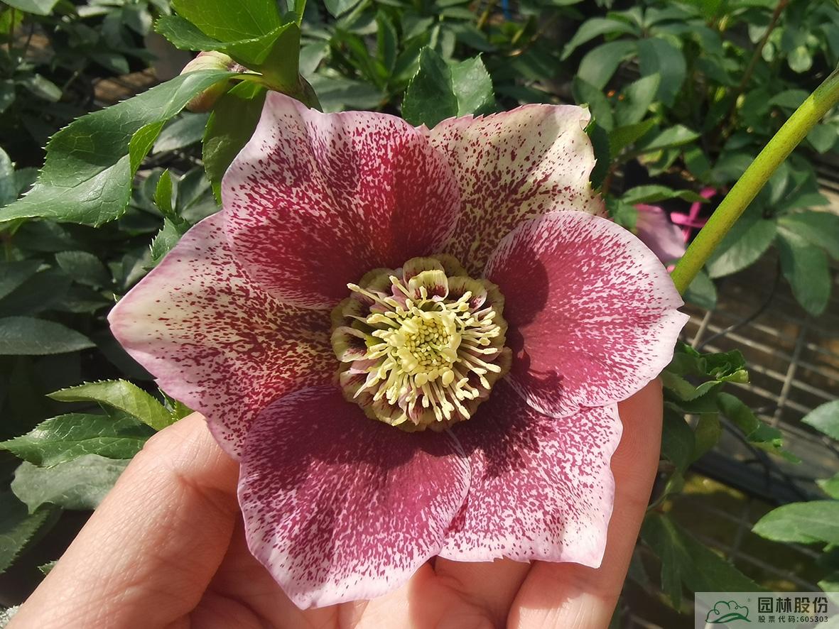 电竞比赛押注app