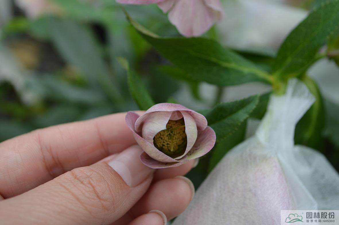 电竞比赛押注app