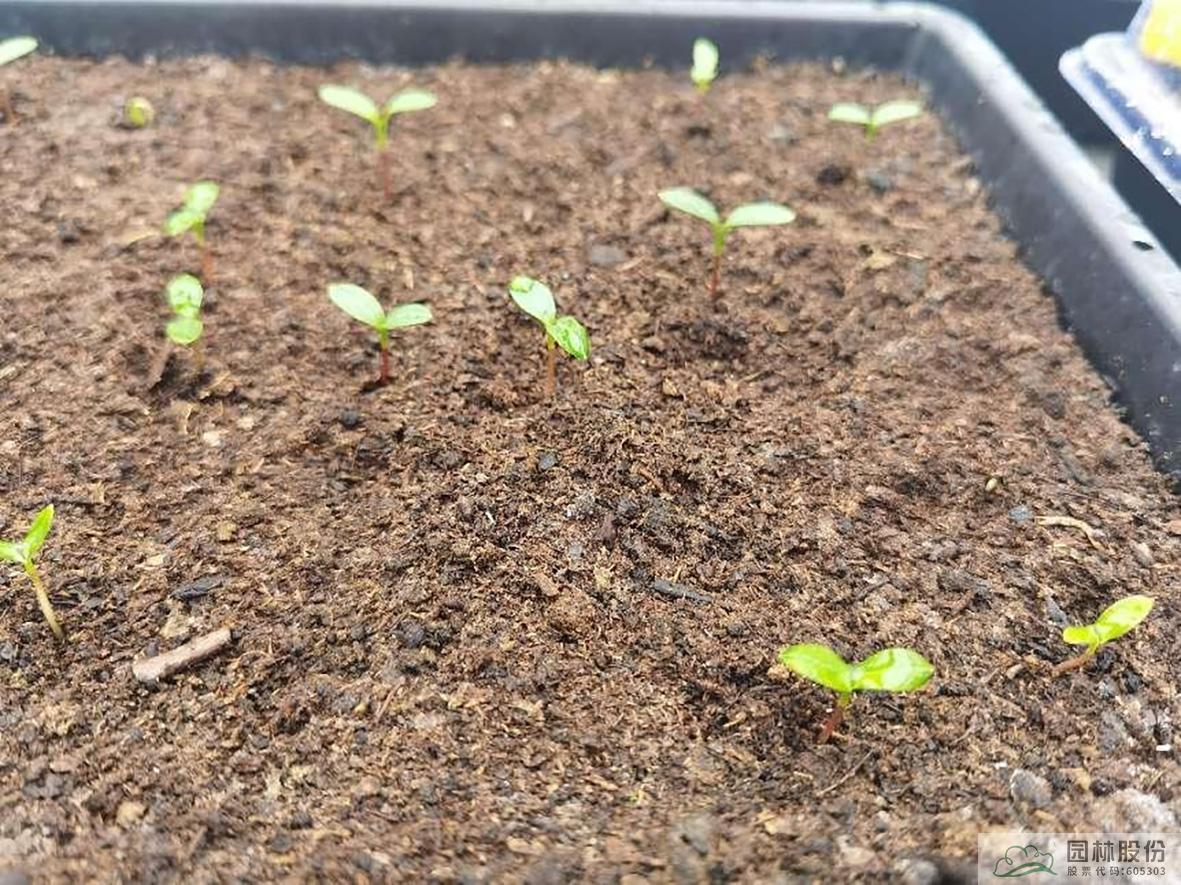 电竞比赛押注app