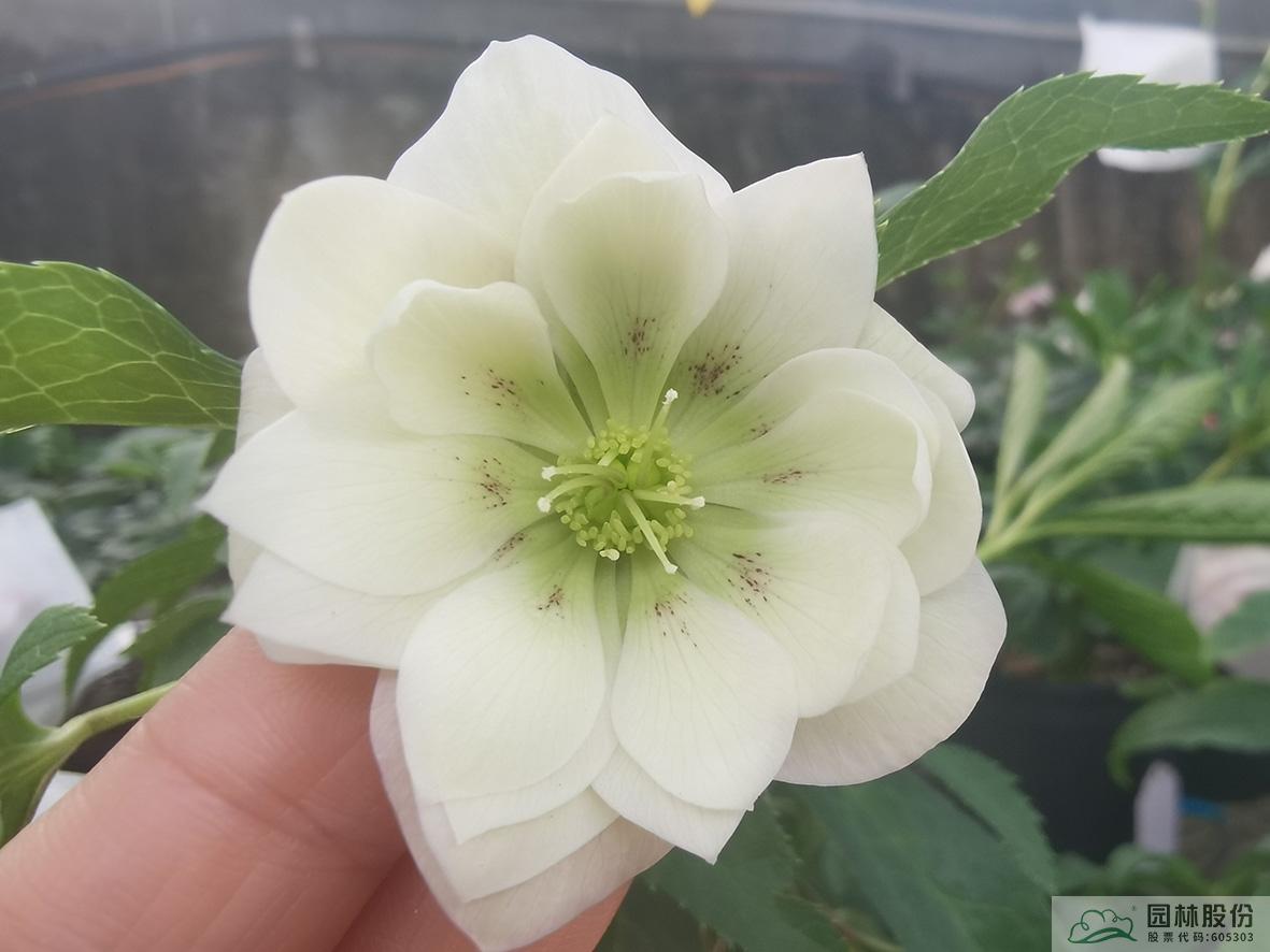 电竞比赛押注app