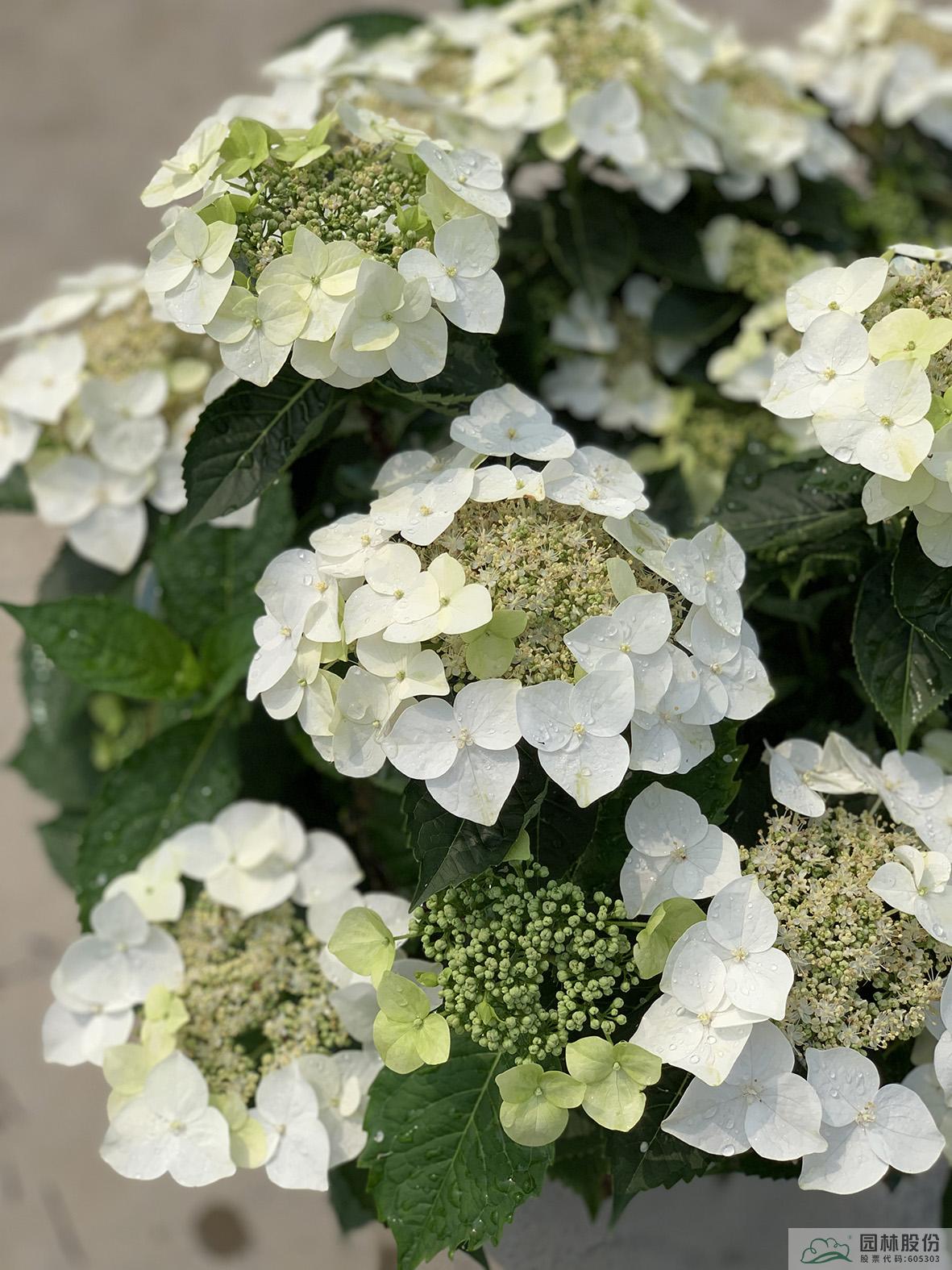 电竞比赛押注app