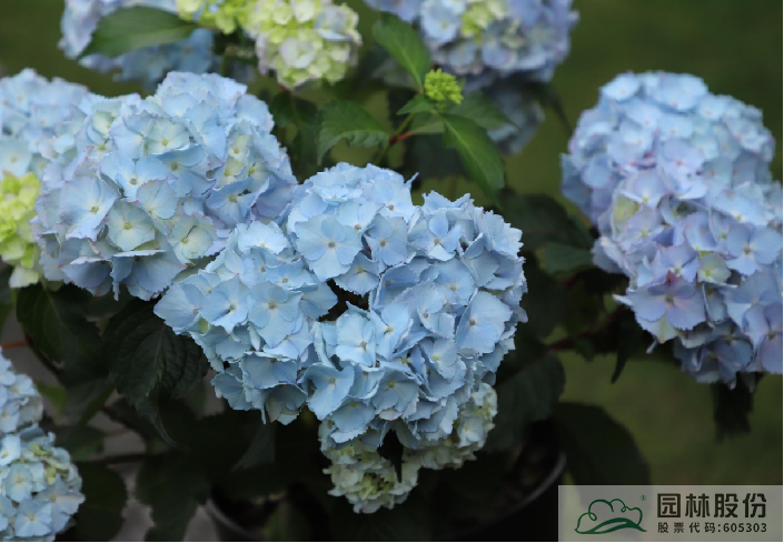 电竞比赛押注app