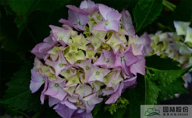 电竞比赛押注app