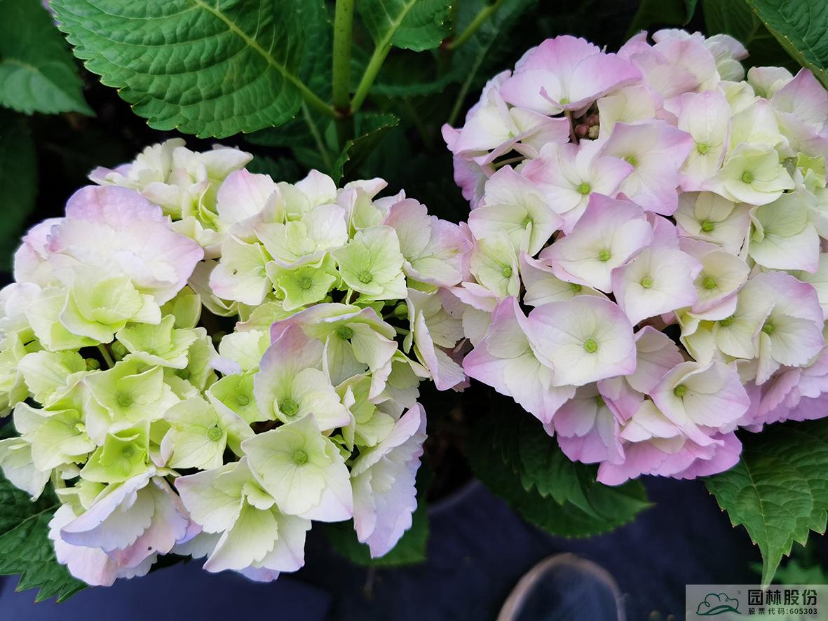 电竞比赛押注app