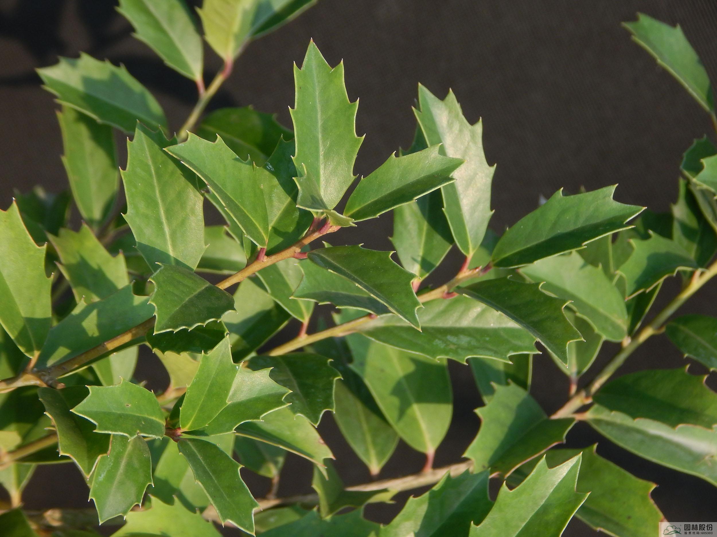 电竞比赛押注app