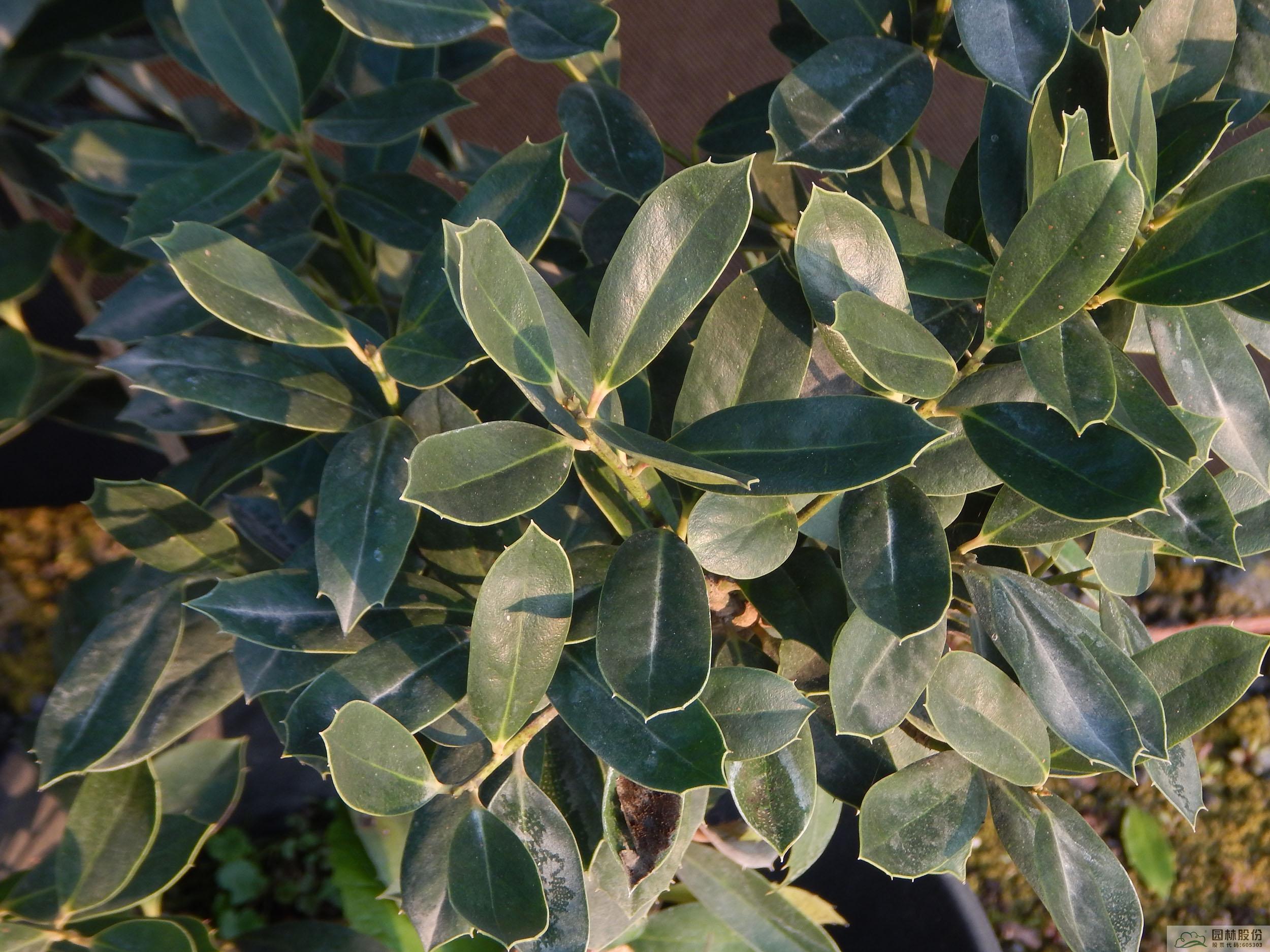 电竞比赛押注app