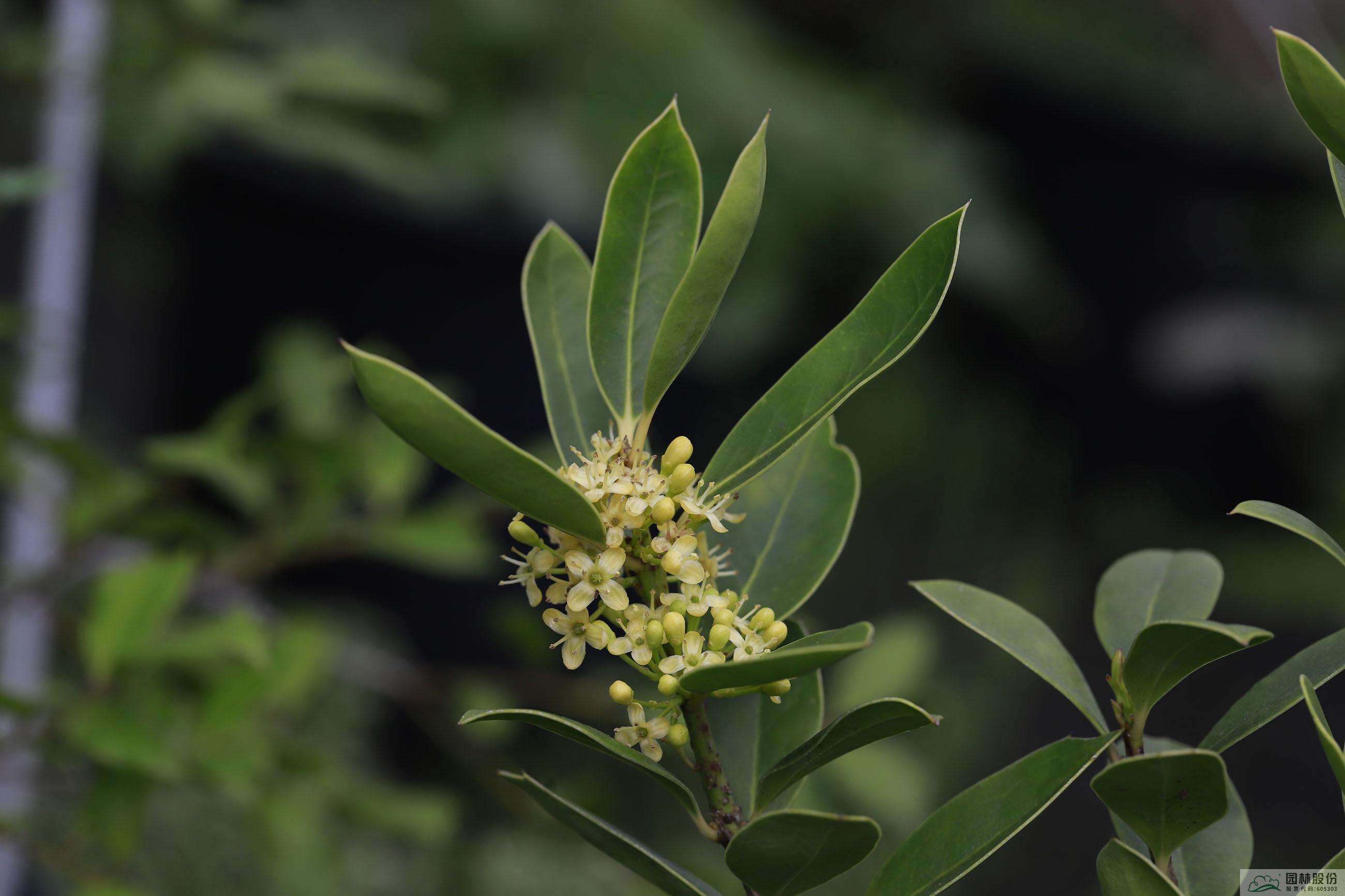 电竞比赛押注app