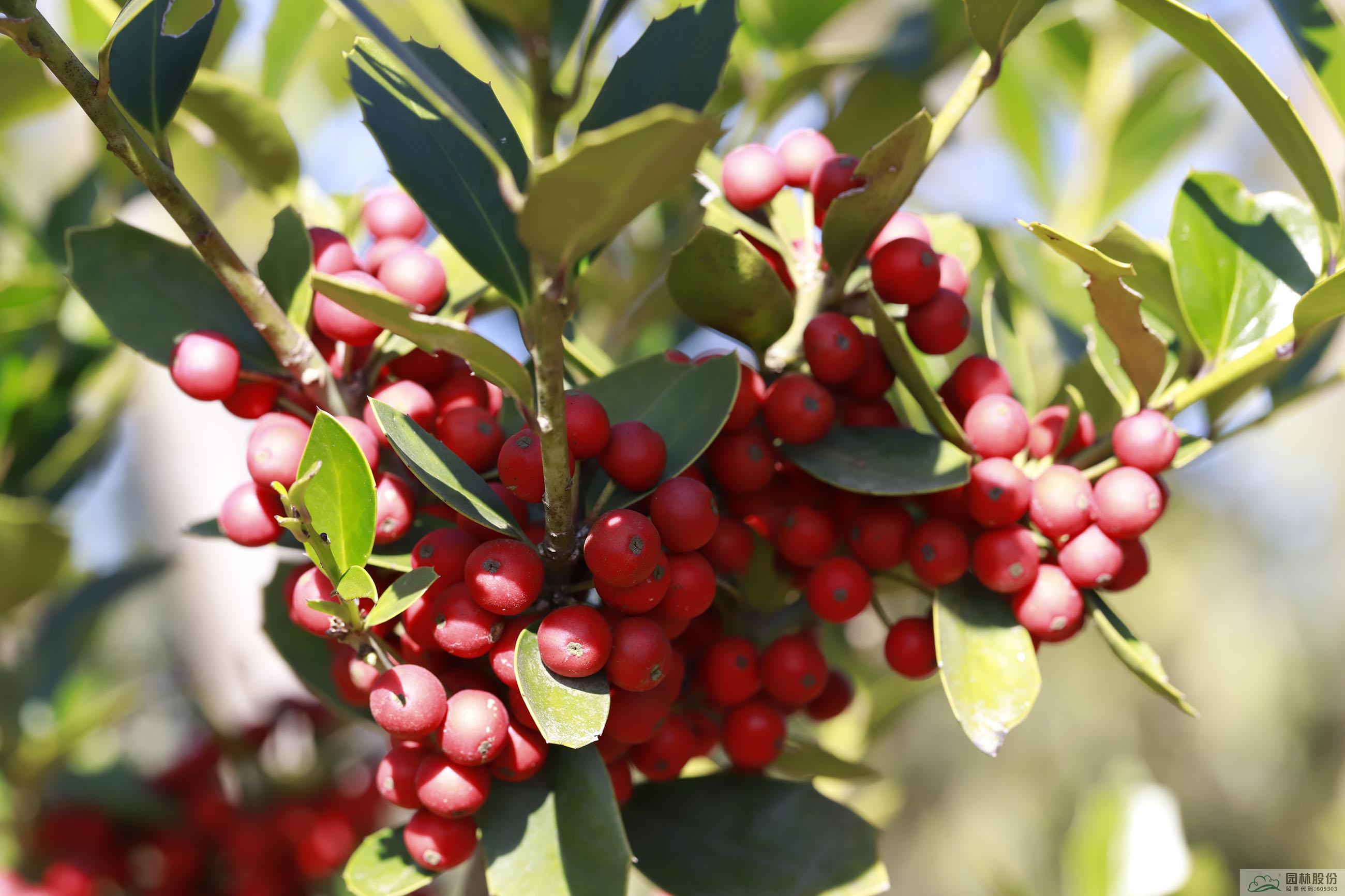 电竞比赛押注app