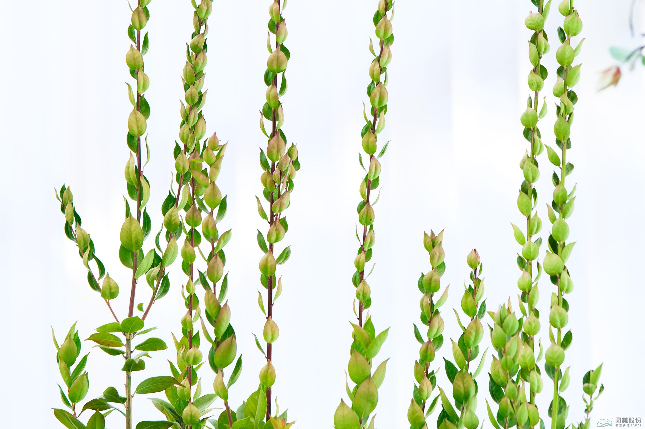 电竞比赛押注app