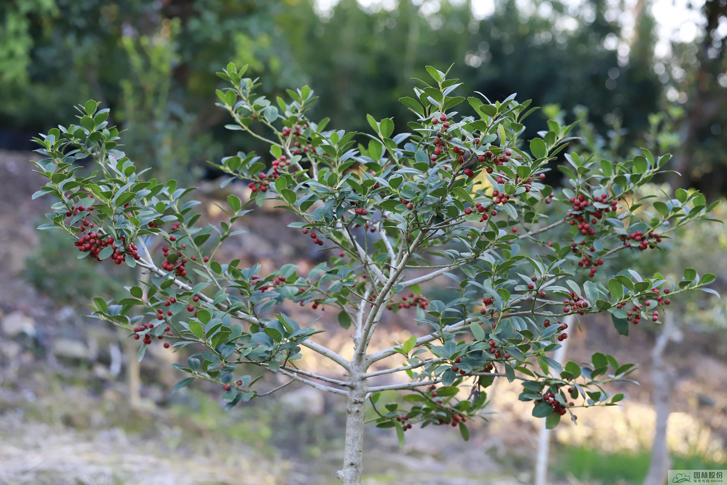 电竞比赛押注app