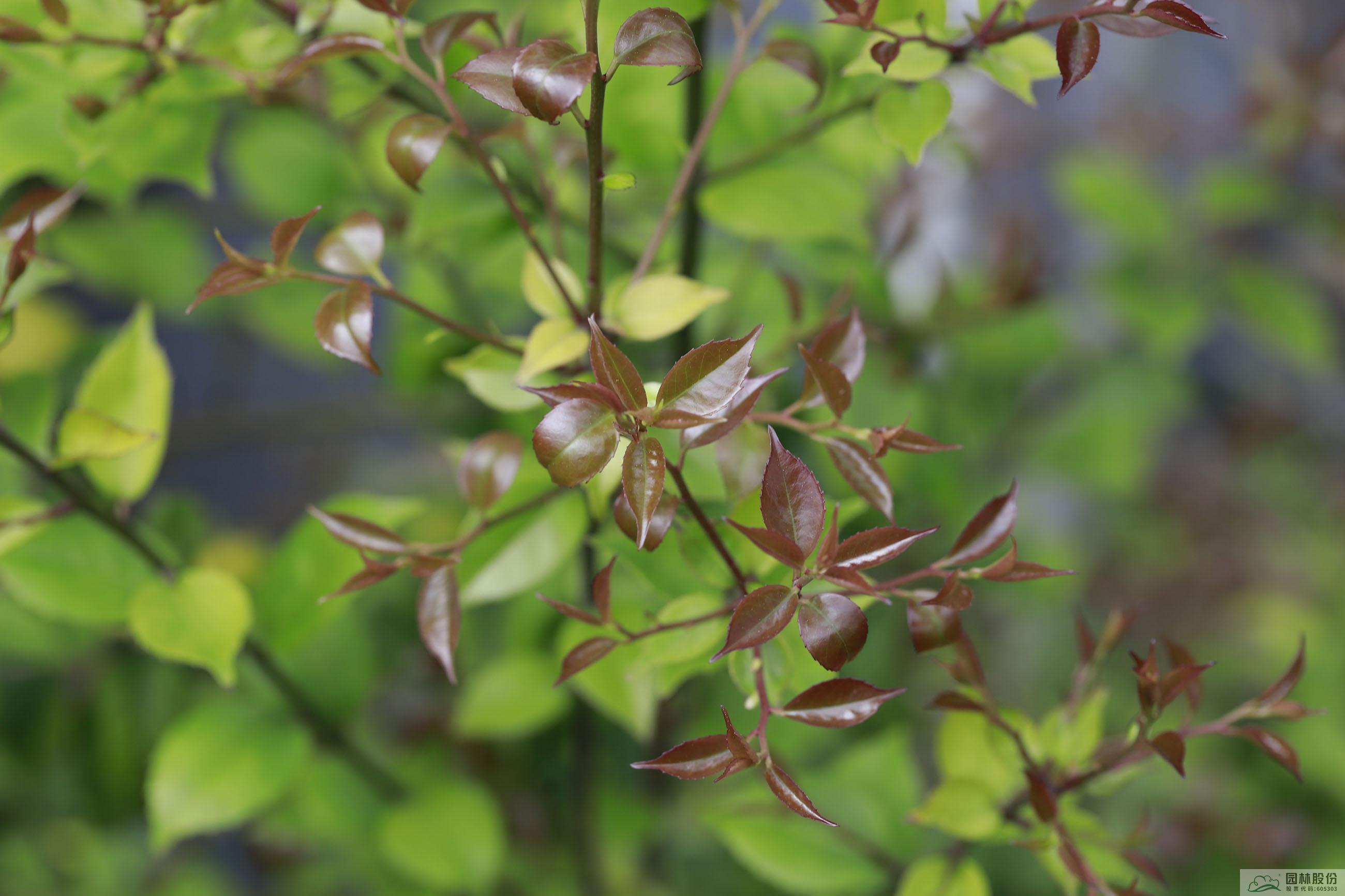 电竞比赛押注app