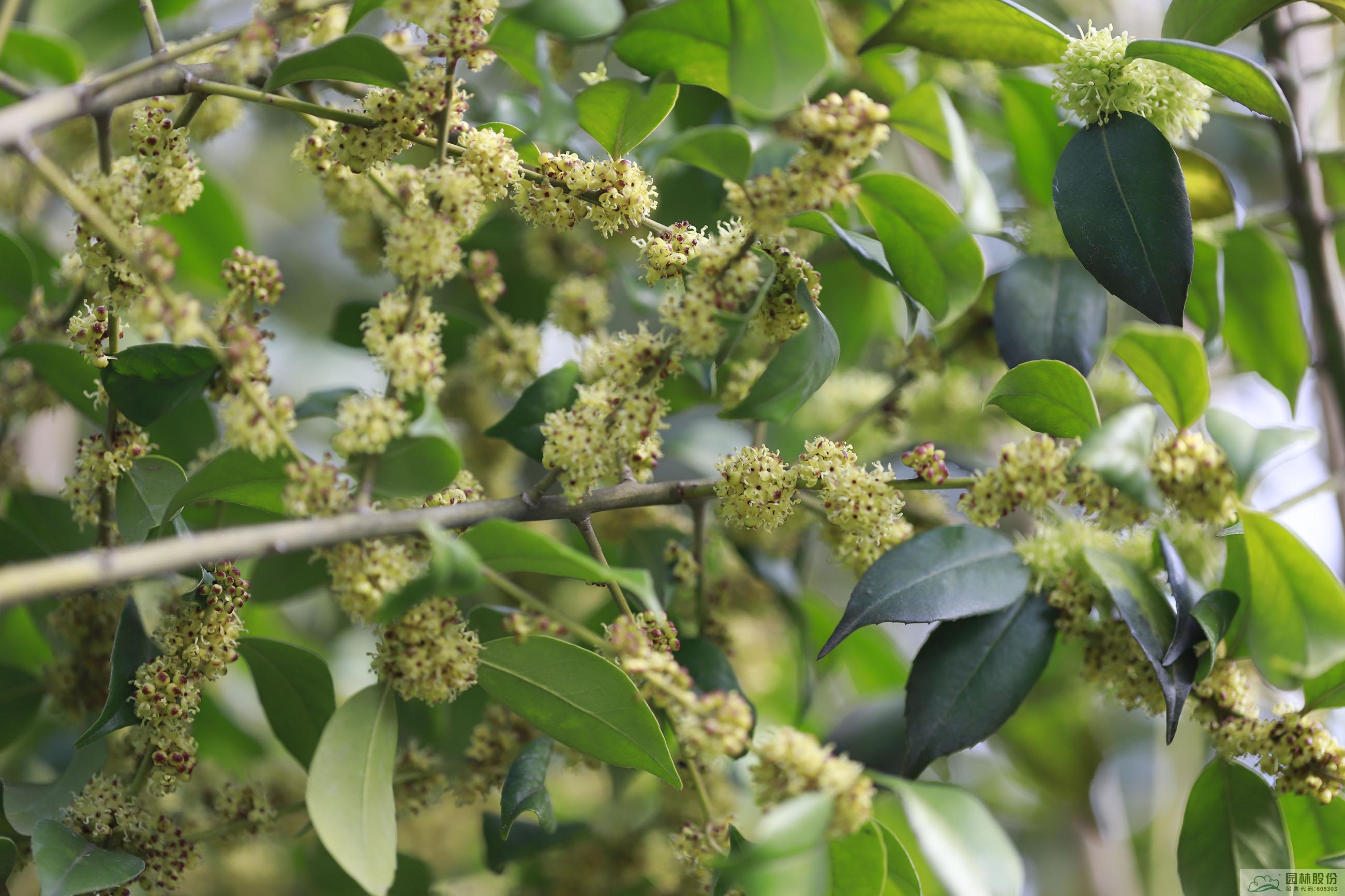 电竞比赛押注app