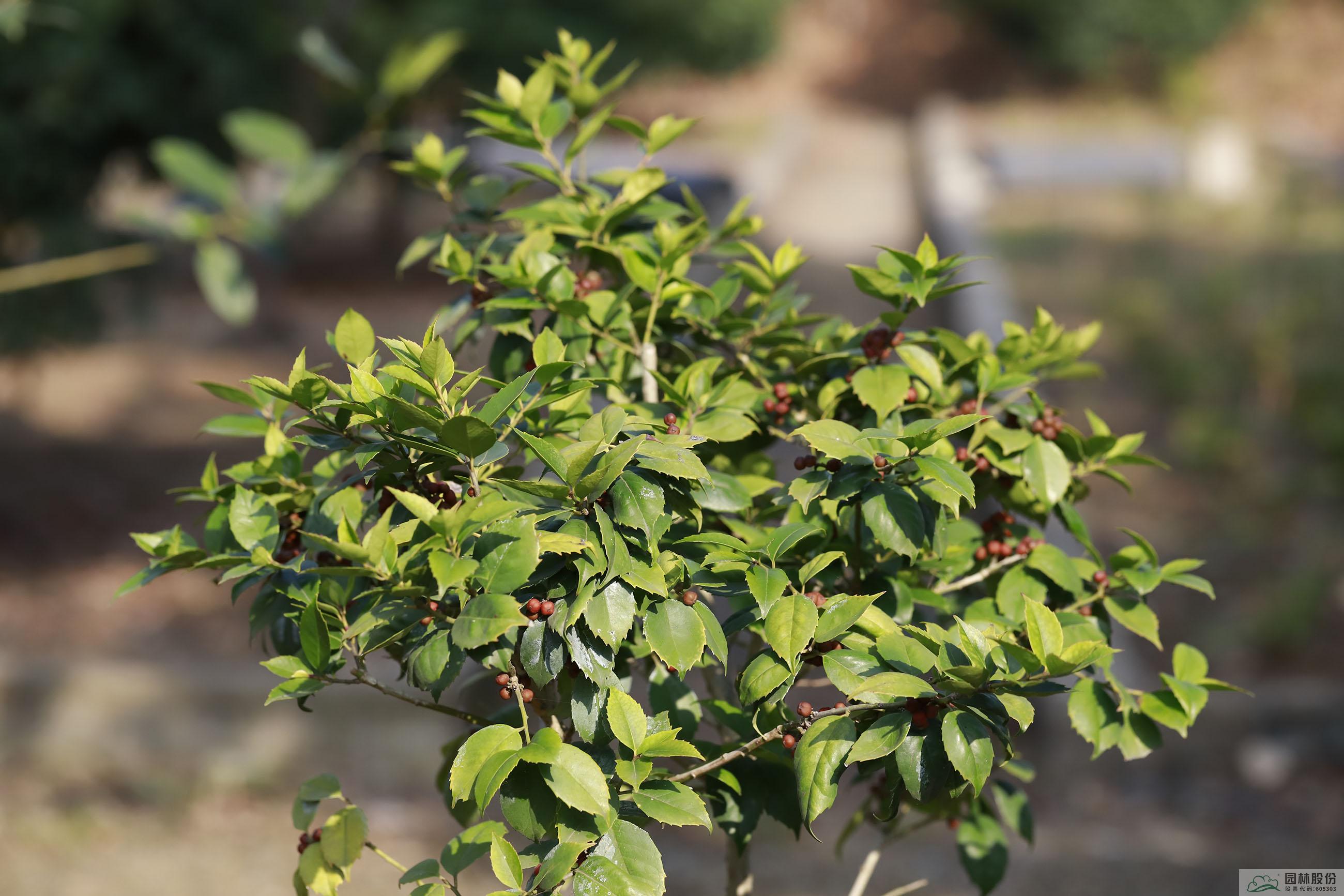 电竞比赛押注app