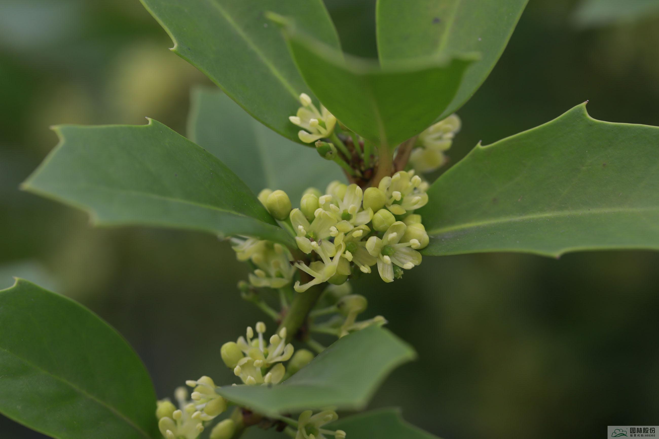 电竞比赛押注app