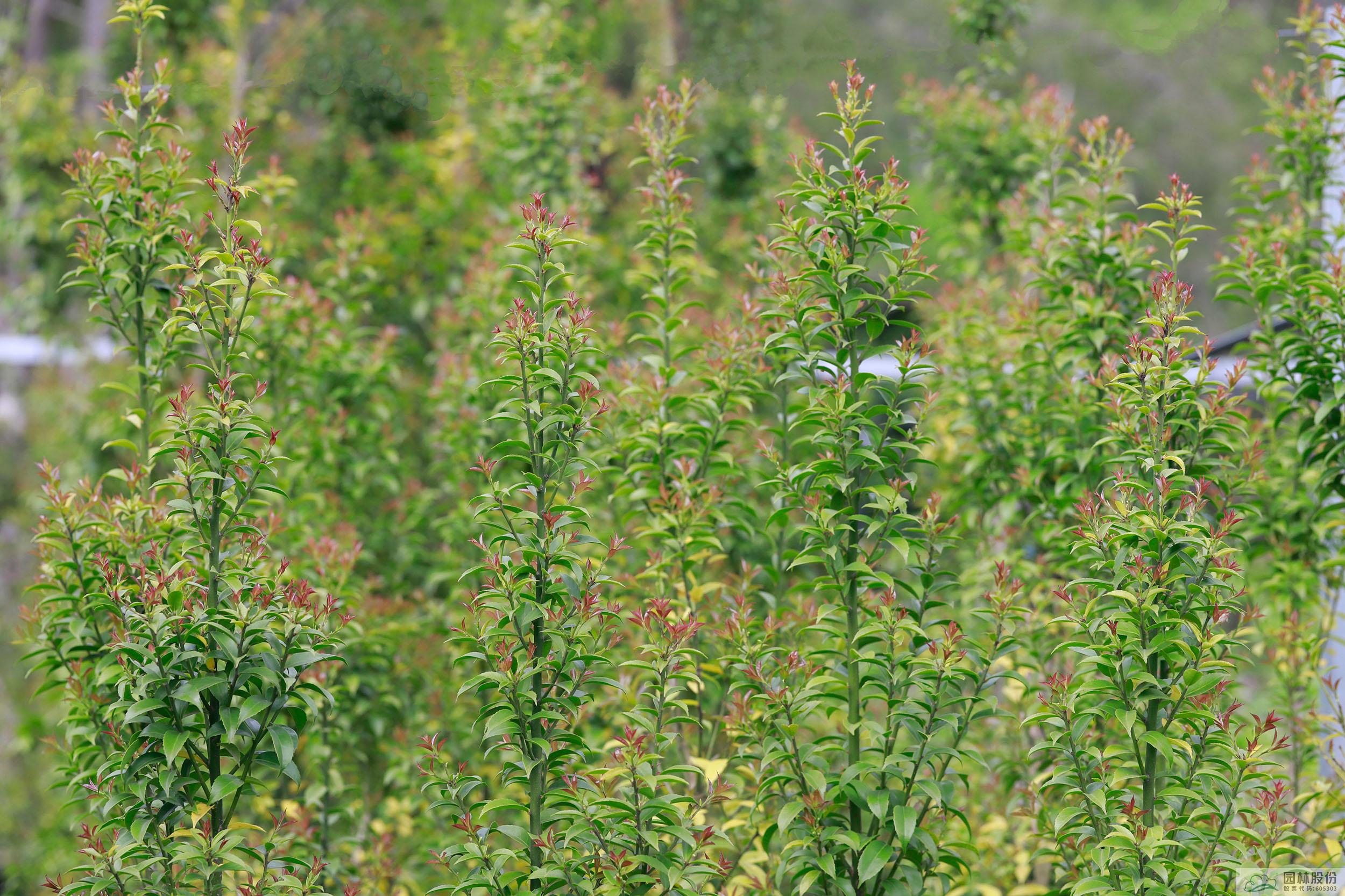电竞比赛押注app