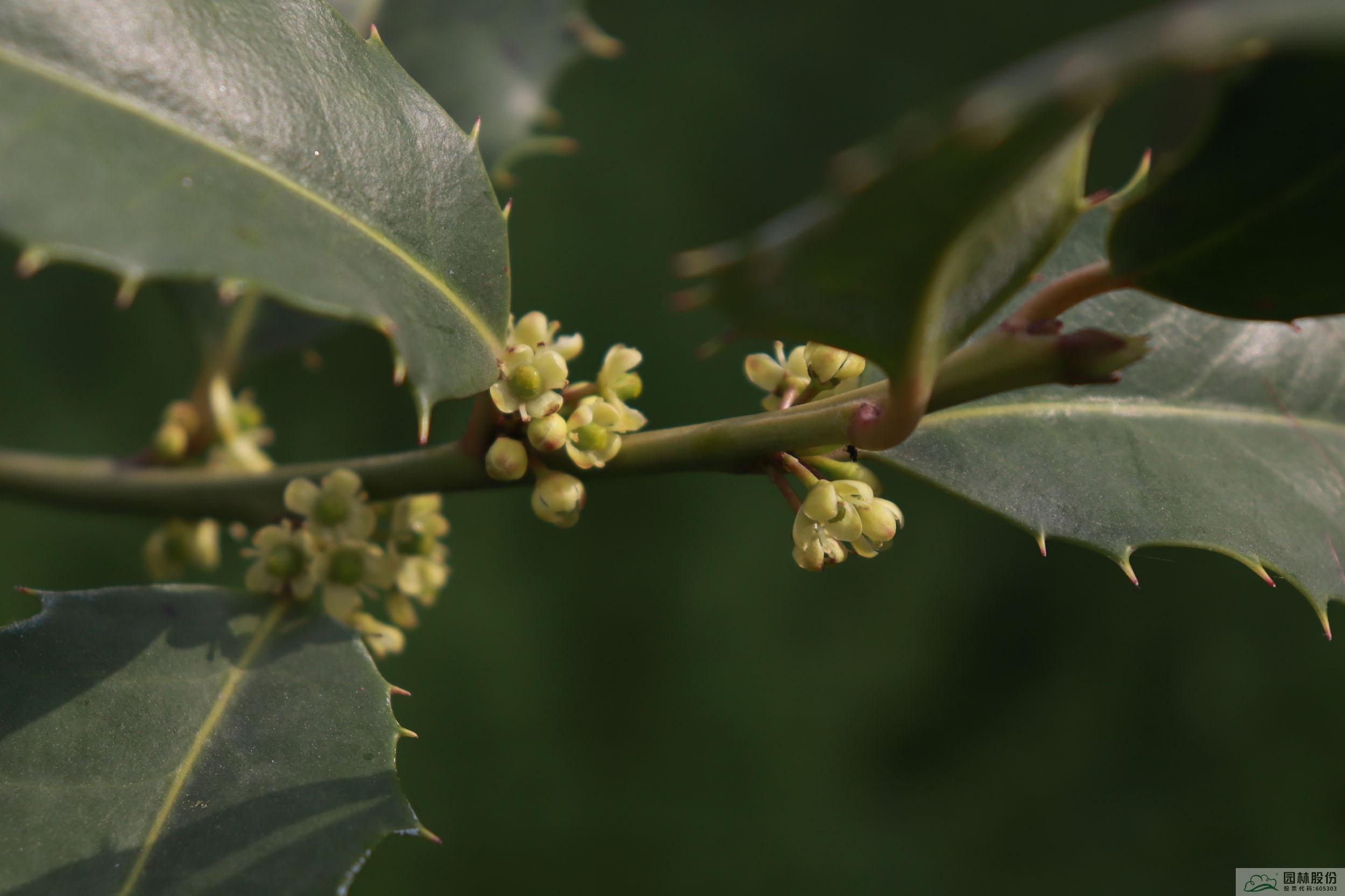 电竞比赛押注app