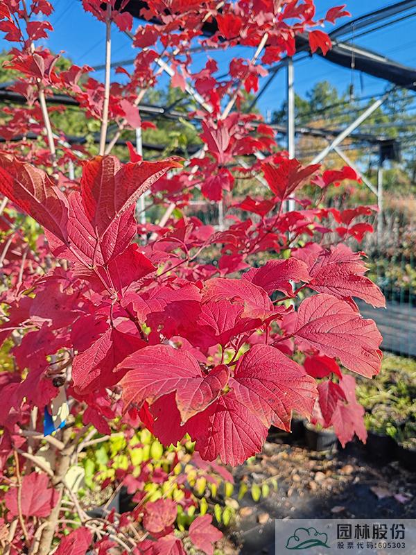 电竞比赛押注app