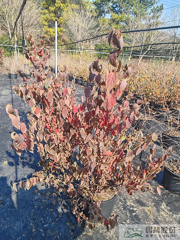 电竞比赛押注app