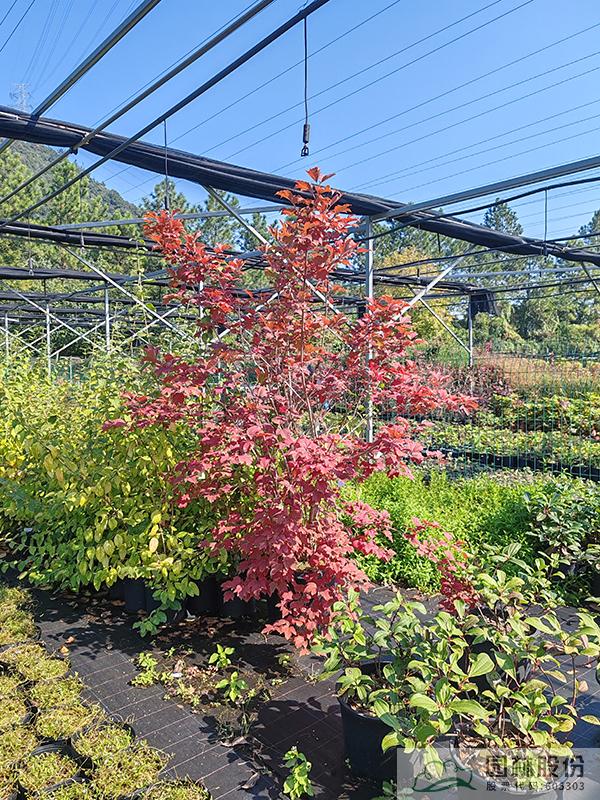 电竞比赛押注app