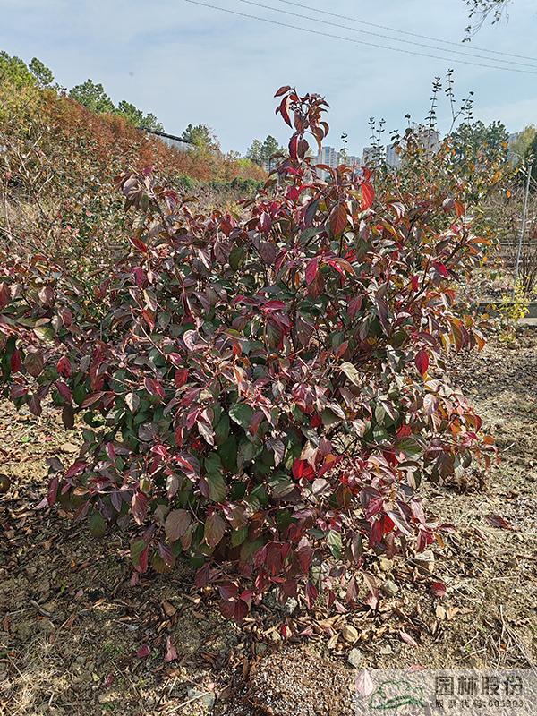 电竞比赛押注app