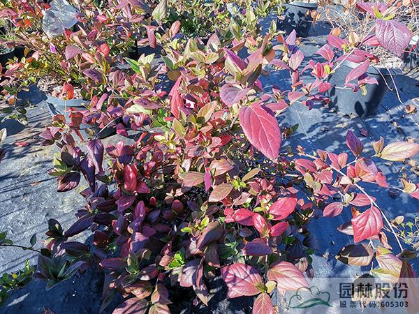 电竞比赛押注app