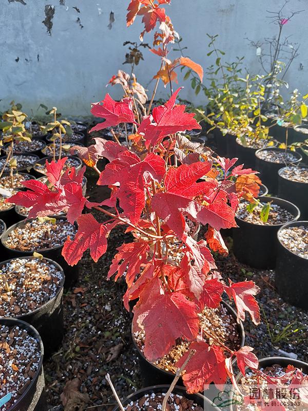 电竞比赛押注app