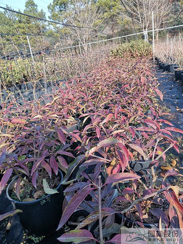 电竞比赛押注app