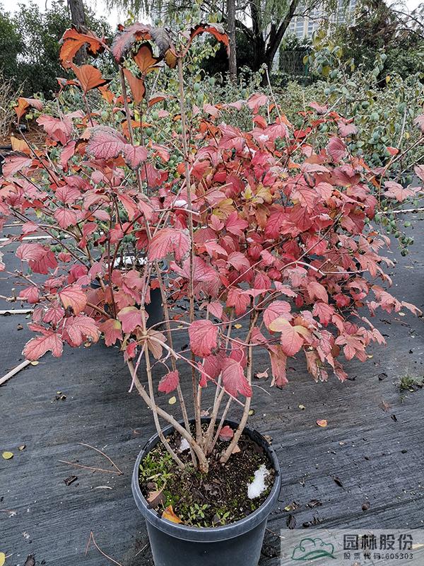 电竞比赛押注app