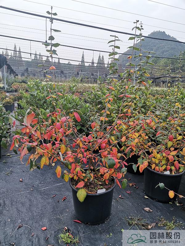 电竞比赛押注app