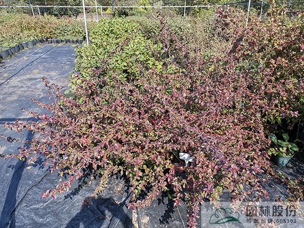 电竞比赛押注app