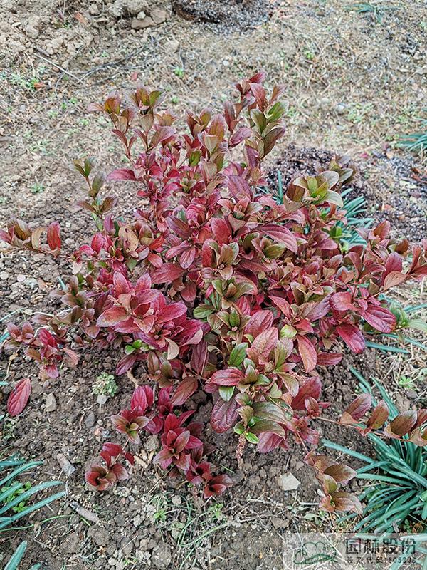 电竞比赛押注app