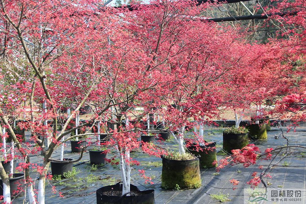 电竞比赛押注app