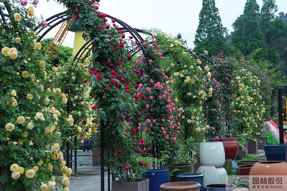 电竞比赛押注app