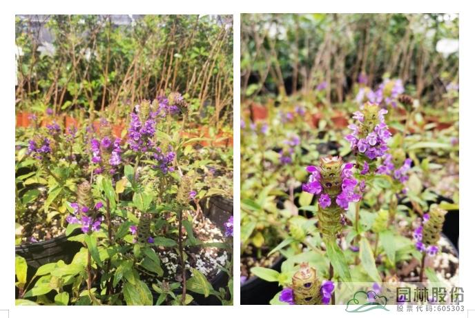 电竞比赛押注app