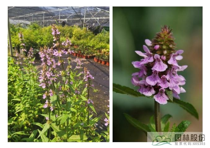 电竞比赛押注app