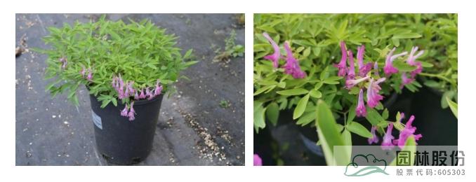 电竞比赛押注app