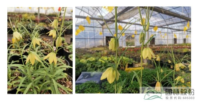 电竞比赛押注app