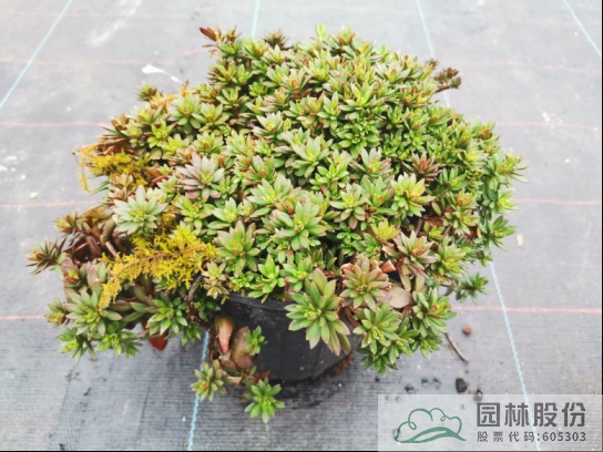 电竞比赛押注app