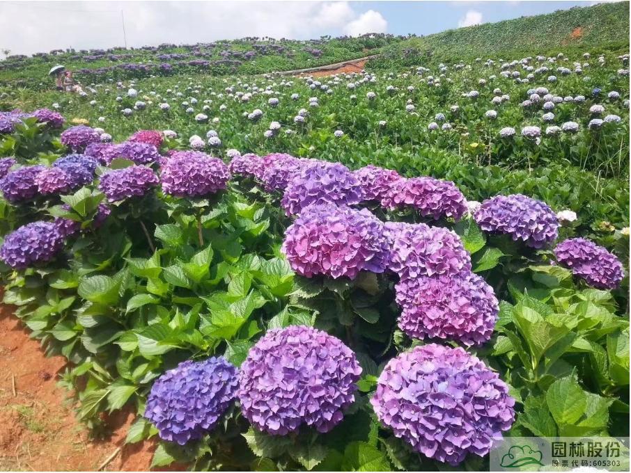 电竞比赛押注app