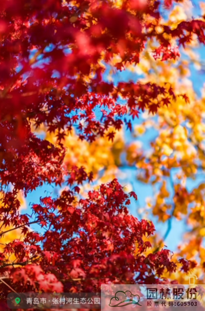 电竞比赛押注app