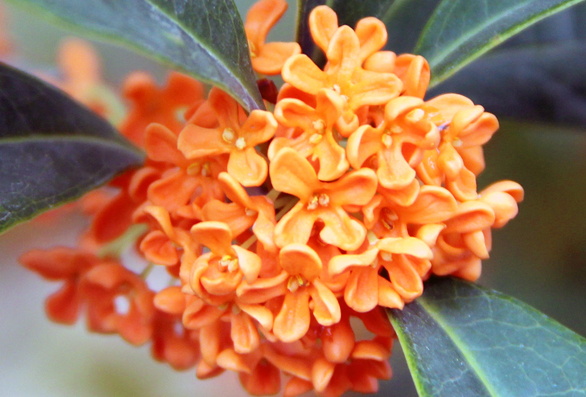 电竞比赛押注app