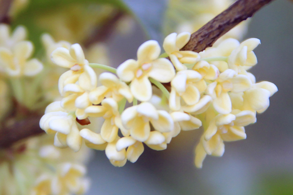 电竞比赛押注app