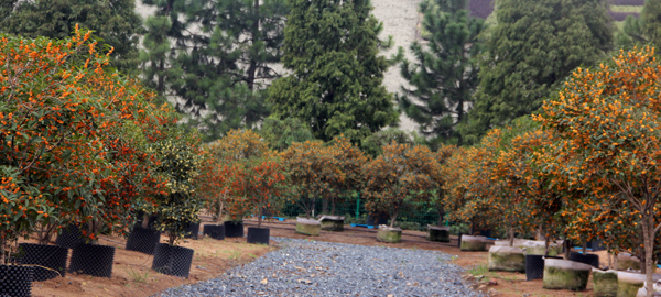 电竞比赛押注app