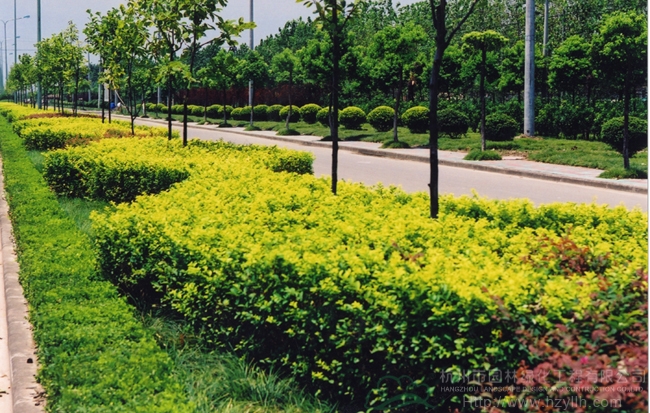 电竞比赛押注app