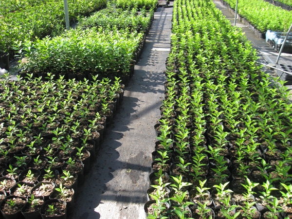 电竞比赛押注app