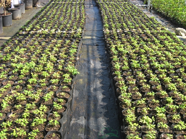 电竞比赛押注app