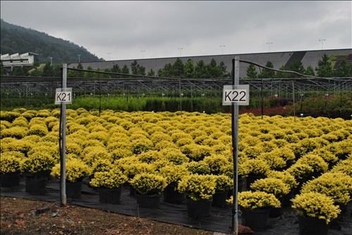 电竞比赛押注app